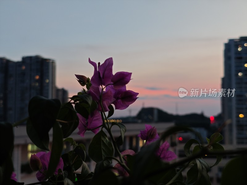 城市黄昏下的三角梅特写