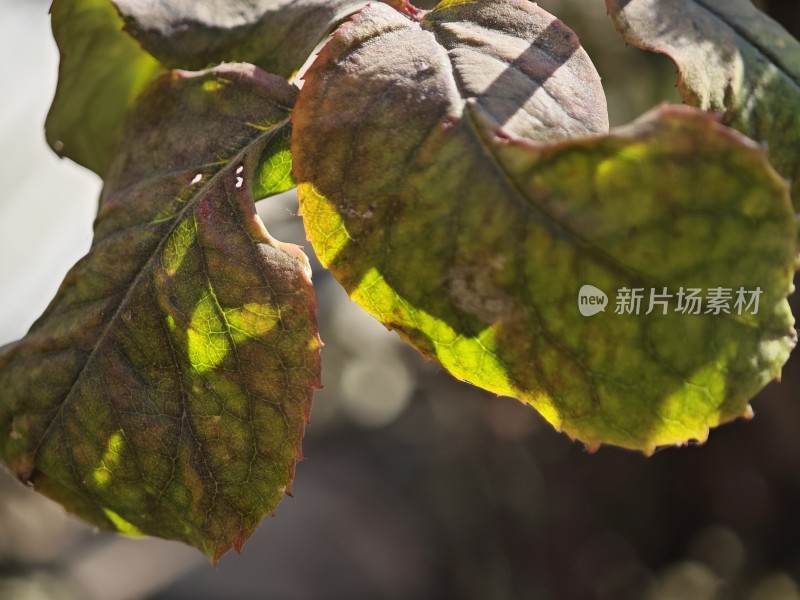 带刺植物上带有枯黄斑点的叶片