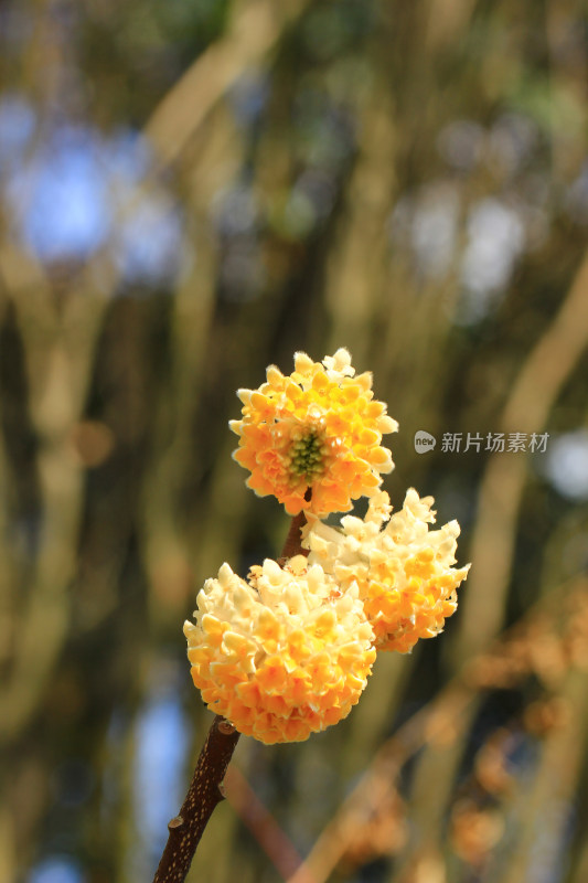 完全绽放的结香花实拍