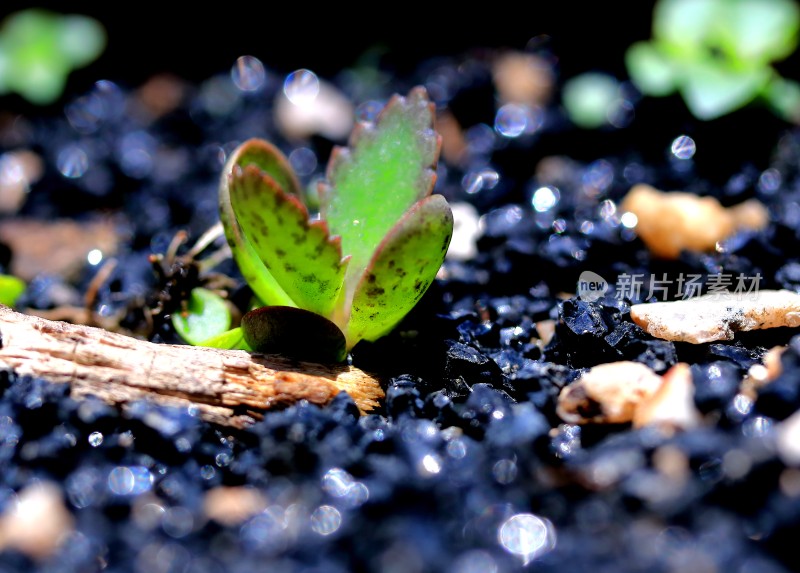 多肉植物盆栽盆景绿色植物