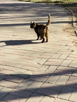 公园流浪猫玳瑁色狸花猫野猫