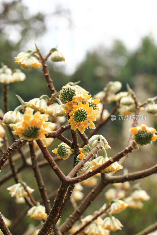 金黄色的结香花盛开