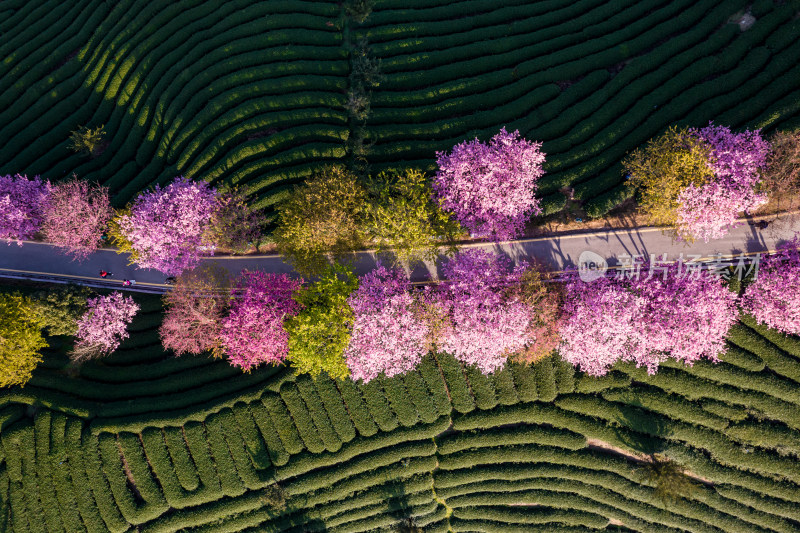 福建龙岩永福台品樱花茶园