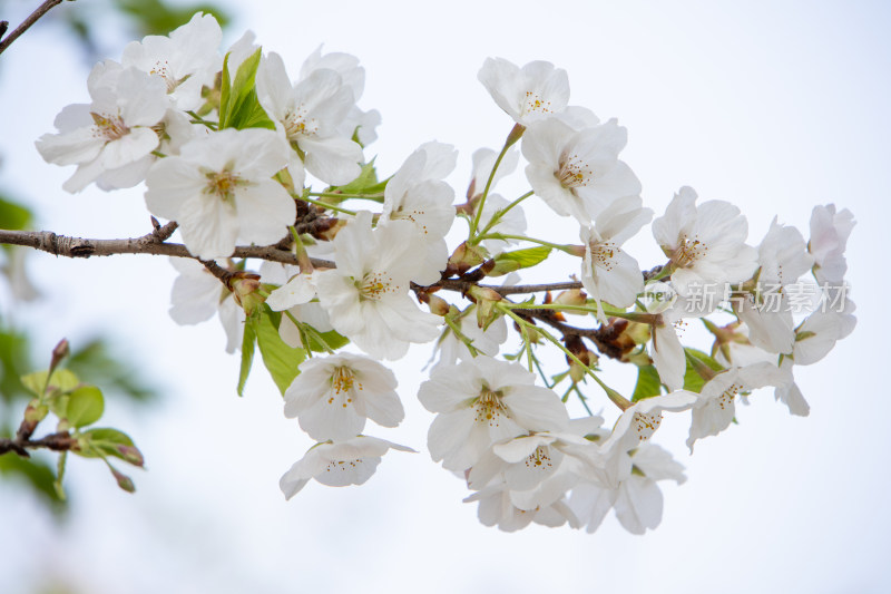 春天枝头绽放的白色樱花东京樱花