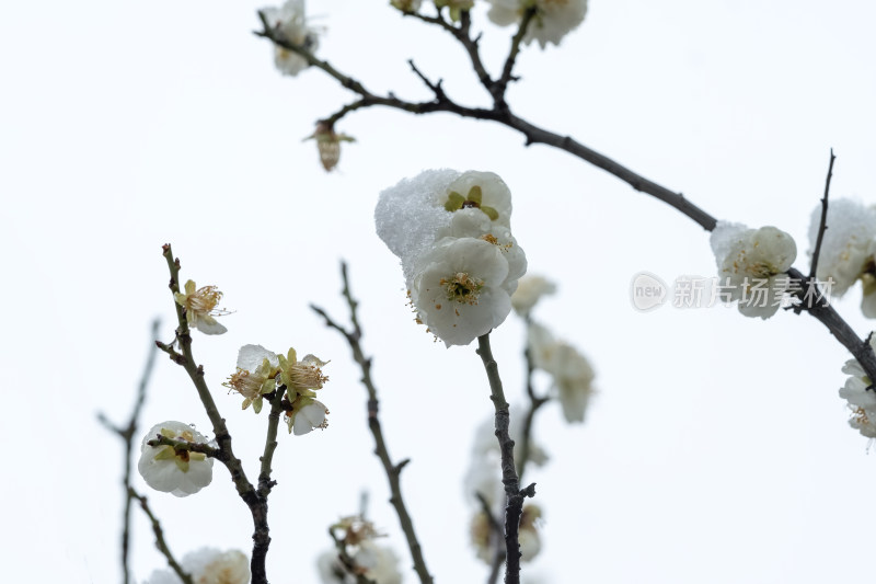 春天公园里雪中盛开的白色梅花