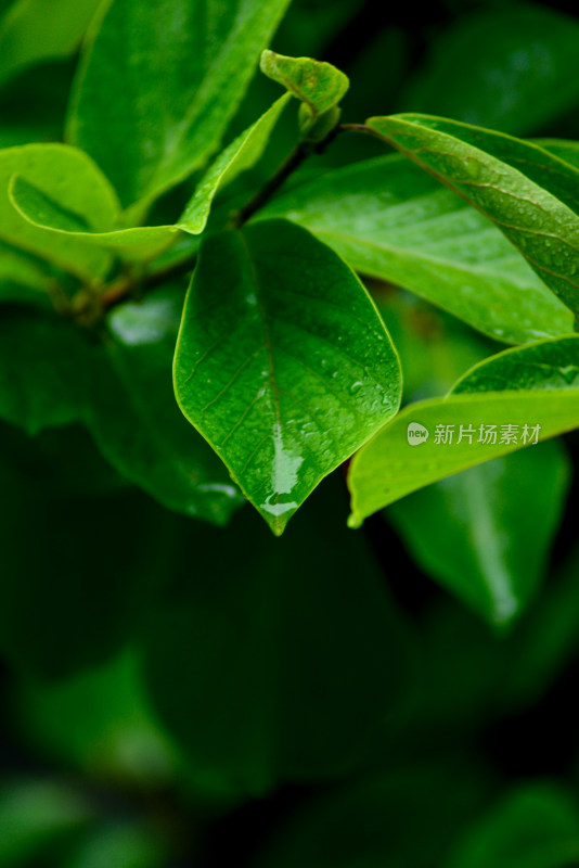 雨天下的绿叶