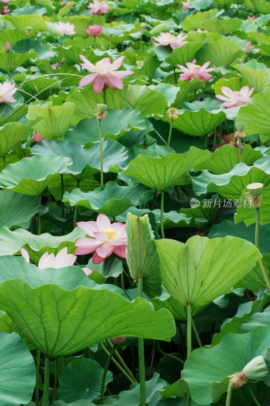 北京圆明园荷花