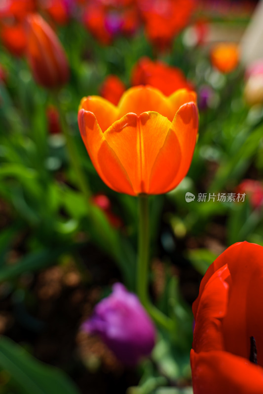 阳光下的郁金香花丛特写