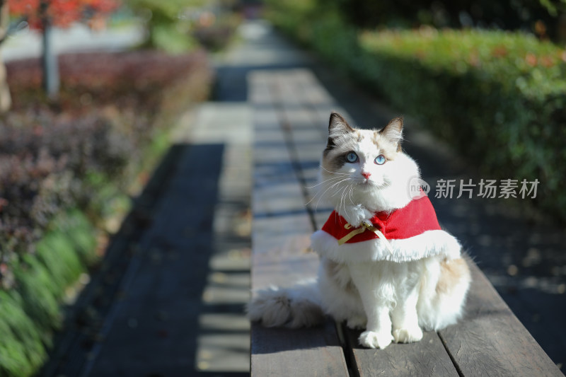 身穿红衣服的猫坐在公园的长椅上