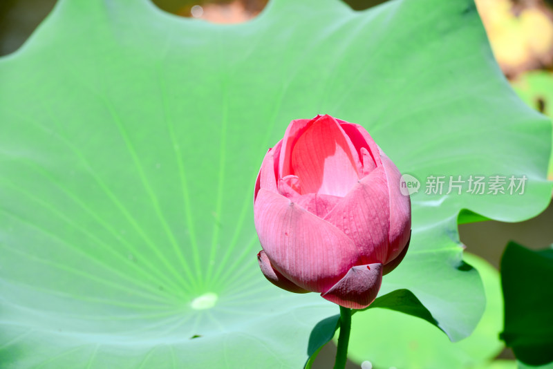 荷花荷叶池塘