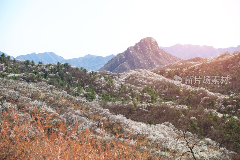 春季满山谷的山桃花