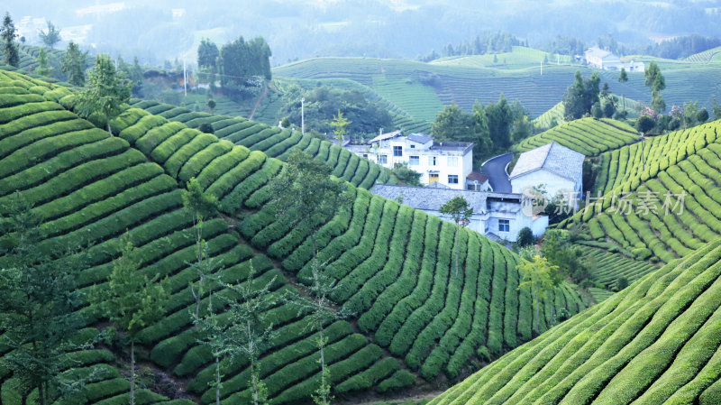 茶山