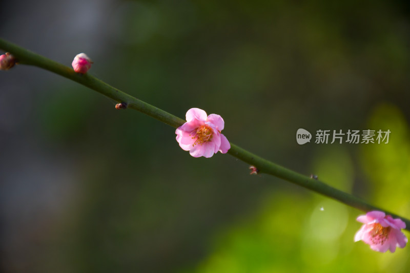 春意盎然的桃花枝