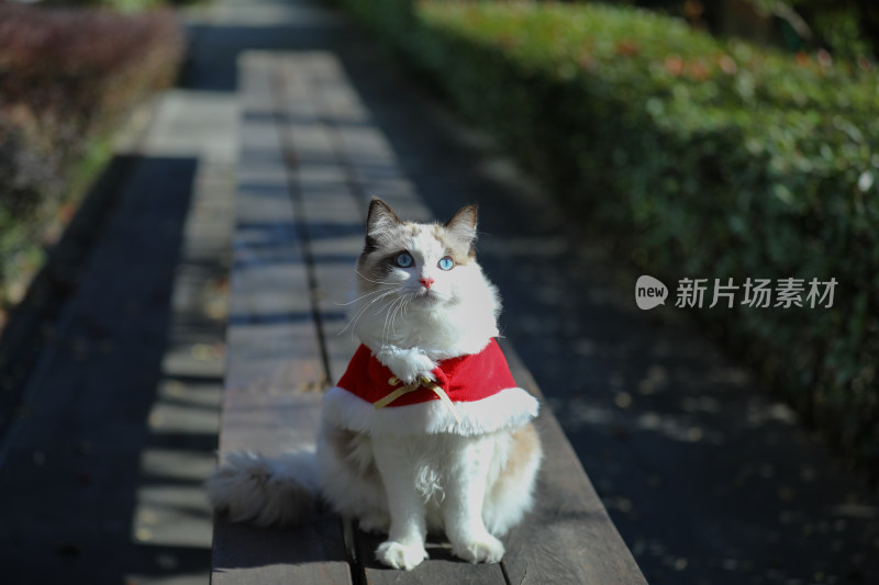 身穿红衣服的布偶猫坐在公园的长椅上