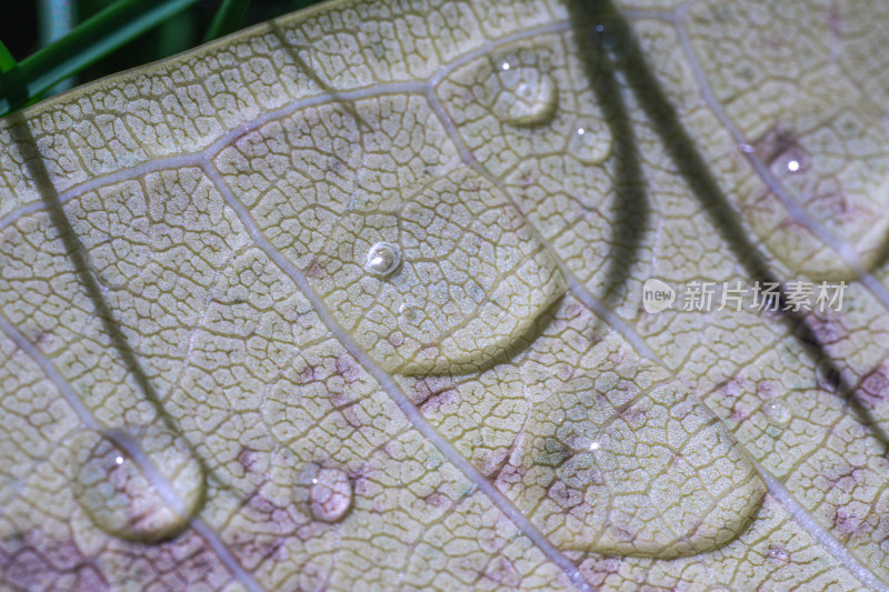 叶上雨滴的特写镜头