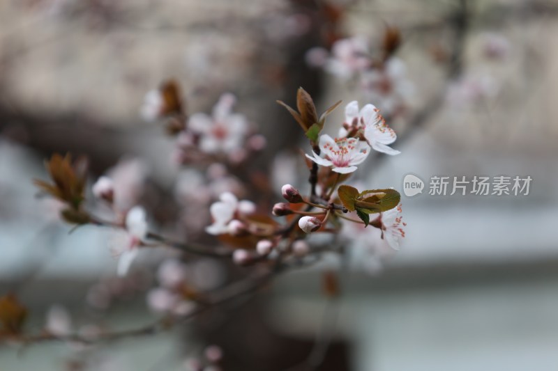 特写绽放的粉色花朵