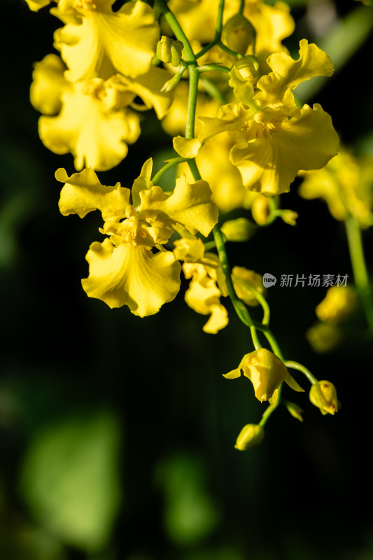 上海辰山植物园兰花微距特写