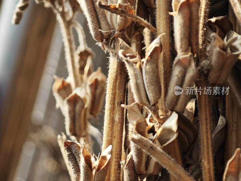 枯萎植物特写尽显秋日萧瑟之态