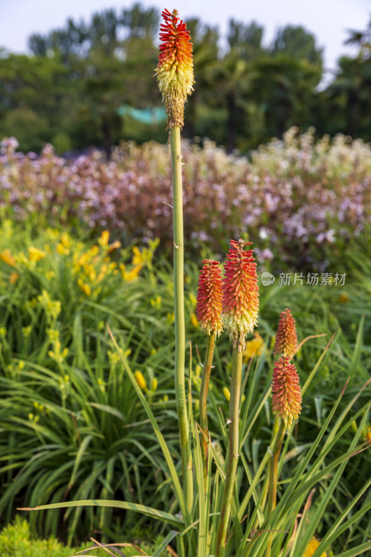 四季花卉盆景格桑花