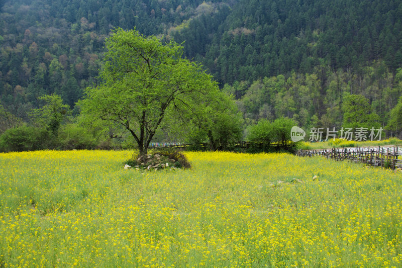 西藏林芝油菜花盛开风光