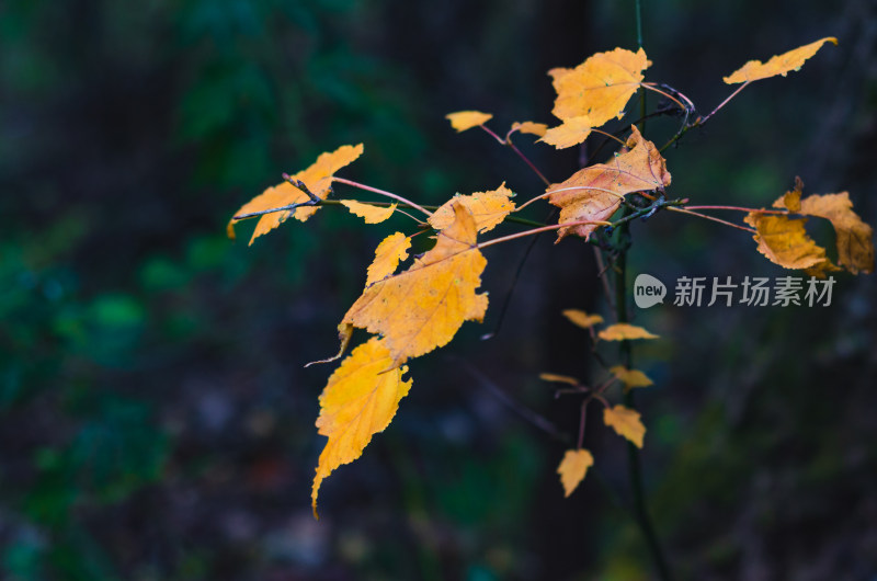 河南省洛阳白云山秋天黄叶风景