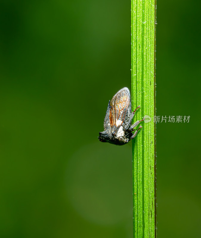 树枝上的昆虫