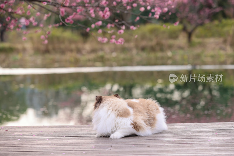 一只湖边梅花树下的海豹双色布偶猫