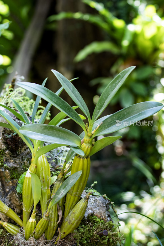 植物石斛