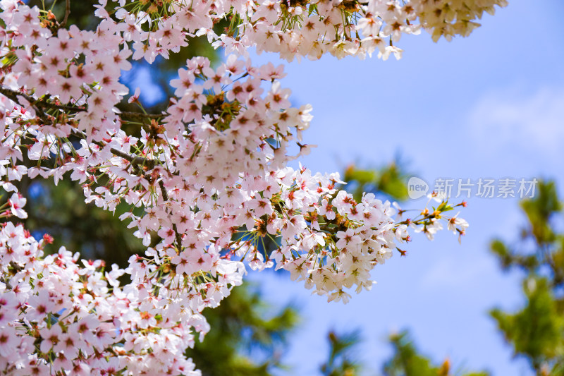 春日浪漫樱花特写