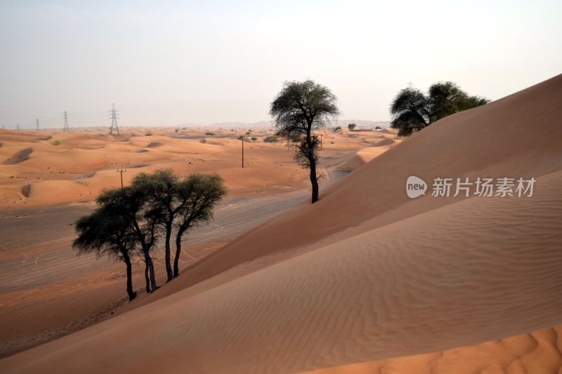 大自然森林树木旅行徒步野营