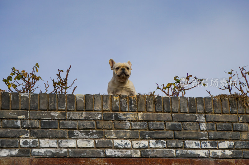 法兰西斗牛犬趴在屋顶上