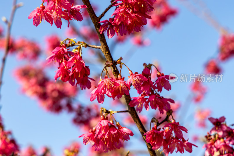 樱花、绯樱