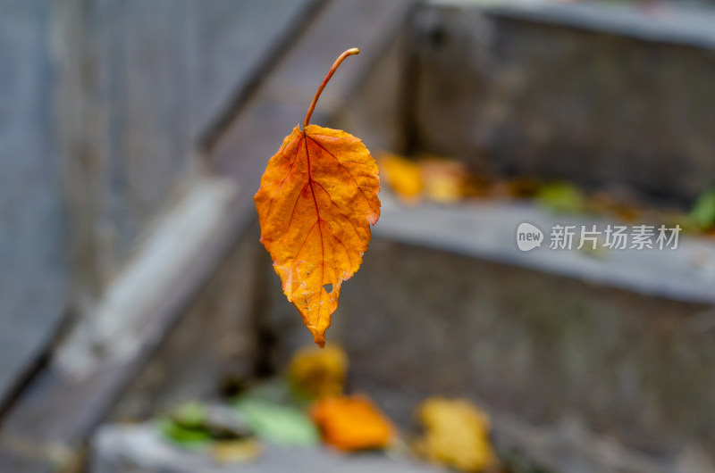 河南省洛阳白云山九龙潭秋天的树落叶