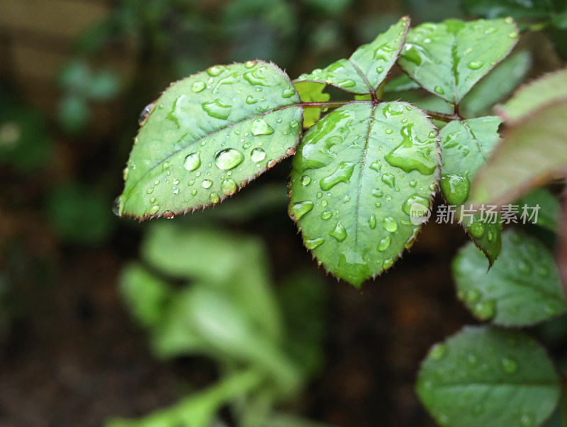 春天绿色的植物叶子树叶和水滴雨滴