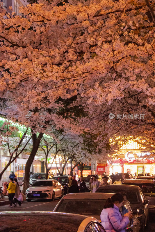 湖南常德府坪街春季樱花街道夜景