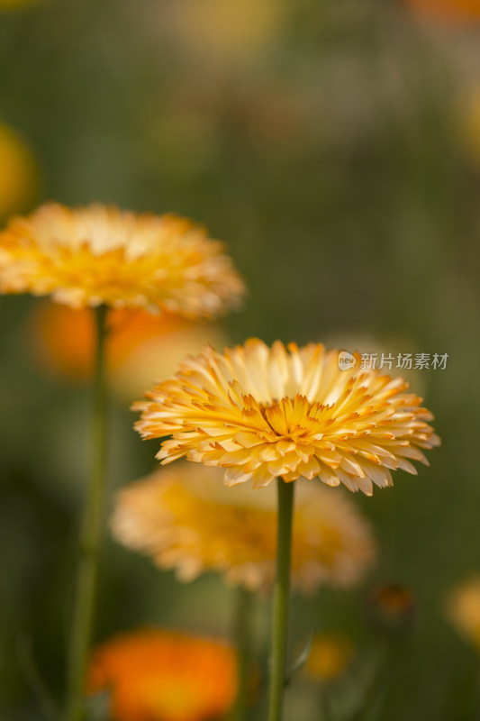 春天百花盛开