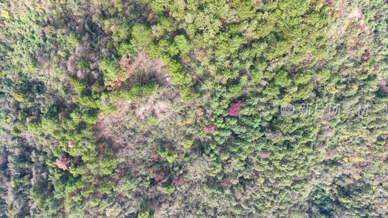 秋天森岭枯黄植物树枝树叶航拍图