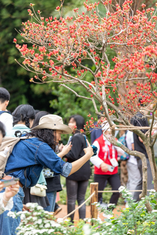 深圳仙湖植物园花展