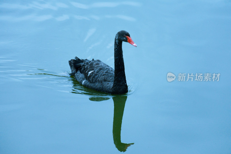 黑天鹅在蓝色的湖面上