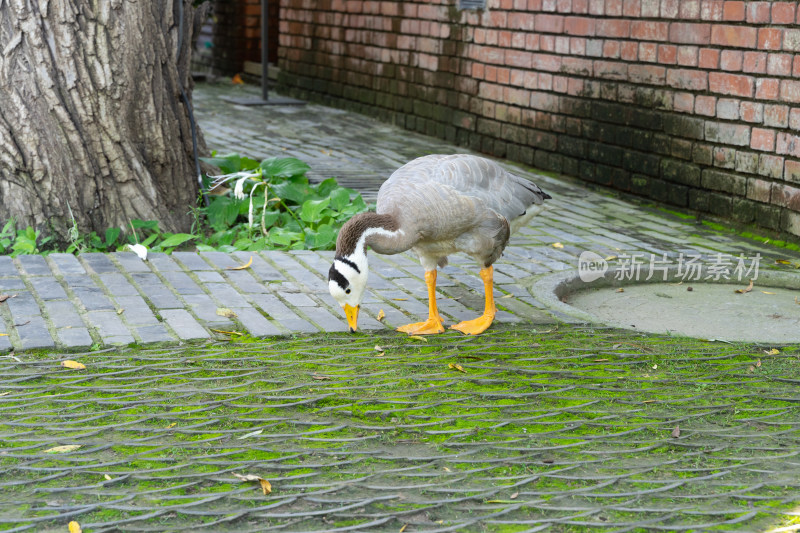 斑头雁鸭子在路边在吃青苔小草
