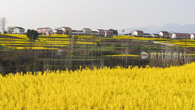 航拍汉中市洋县油菜花田乡村振兴