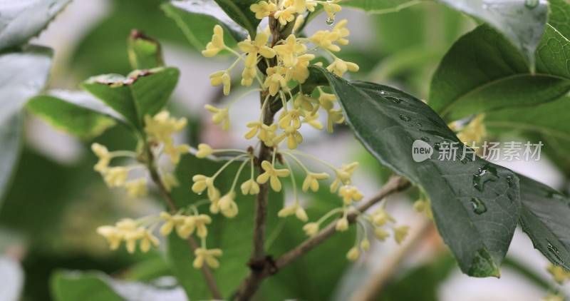 清新的桂花