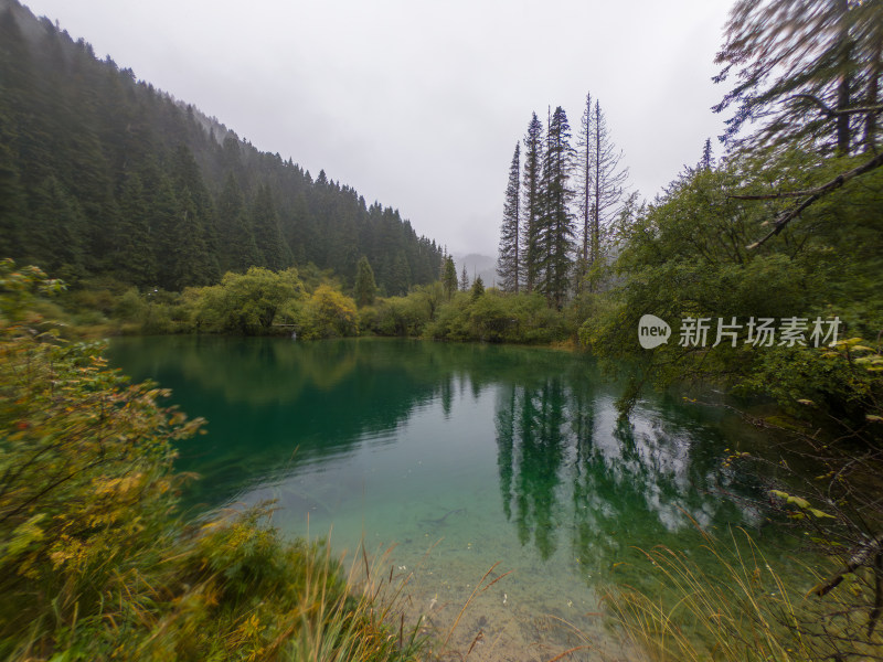 静谧的森林与湖景