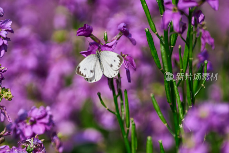 五彩斑斓的花卉