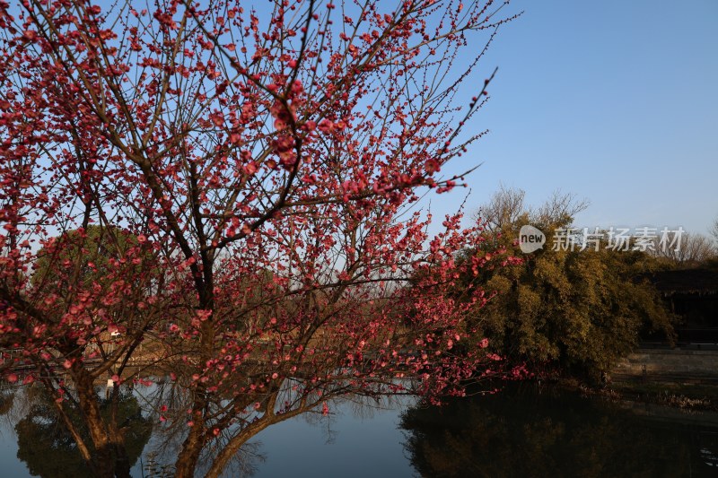 水边盛开满树繁花的春日美景