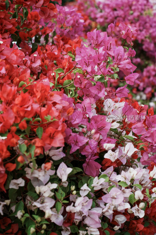 北京花乡公园三角梅