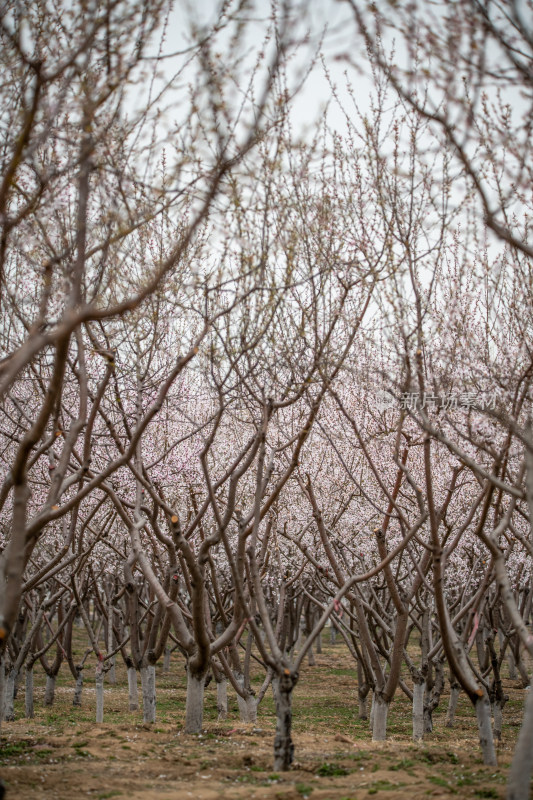 桃树桃花桃树林