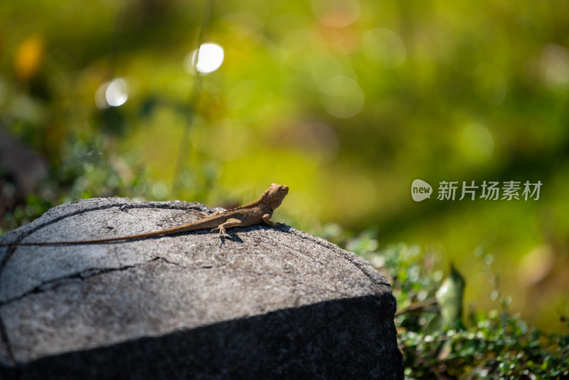 泰国清迈户外野生蜥蜴