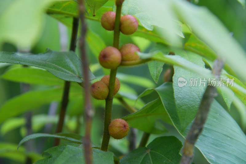 药用植物五指毛桃