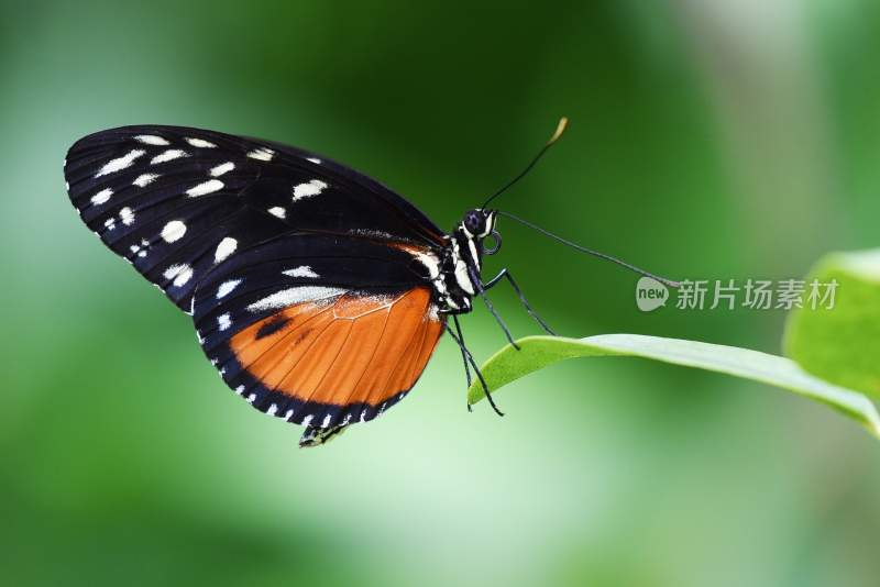 蝴蝶采蜜，觅食的蝴蝶